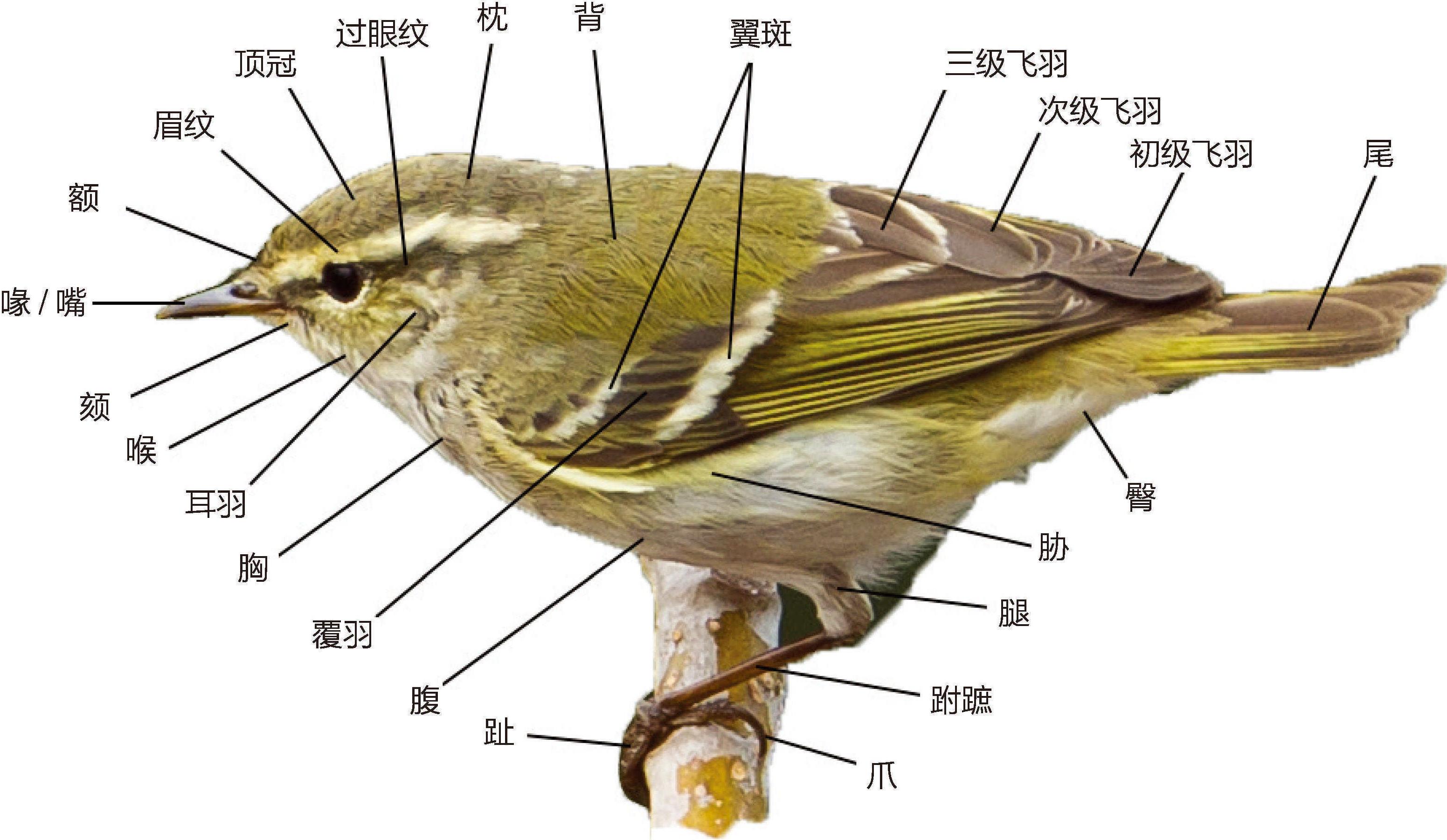 常见鸟类名词和术语解释